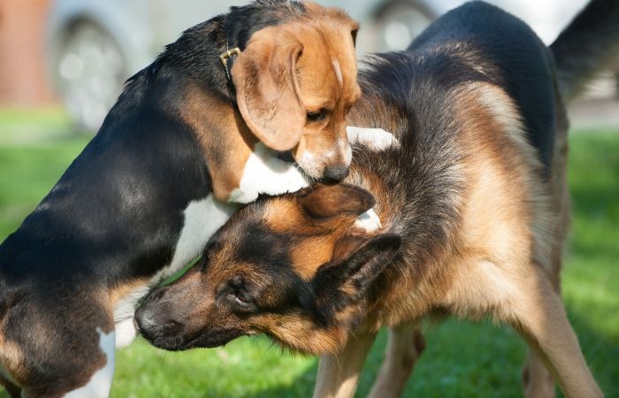 Ý nghĩa khi mơ thấy hai con chó cắn nhau
